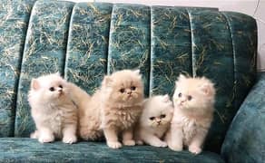 03284714853 whatsap contact Persian kitten triple coat urgent sale