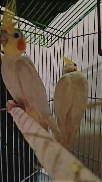 Cocktail Pair for sale 0