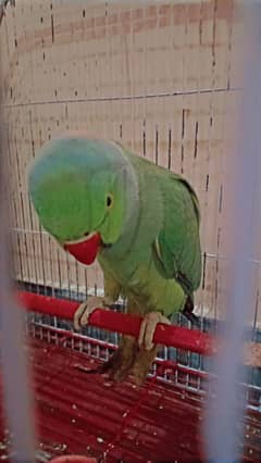 Indian green ringneck full size 0