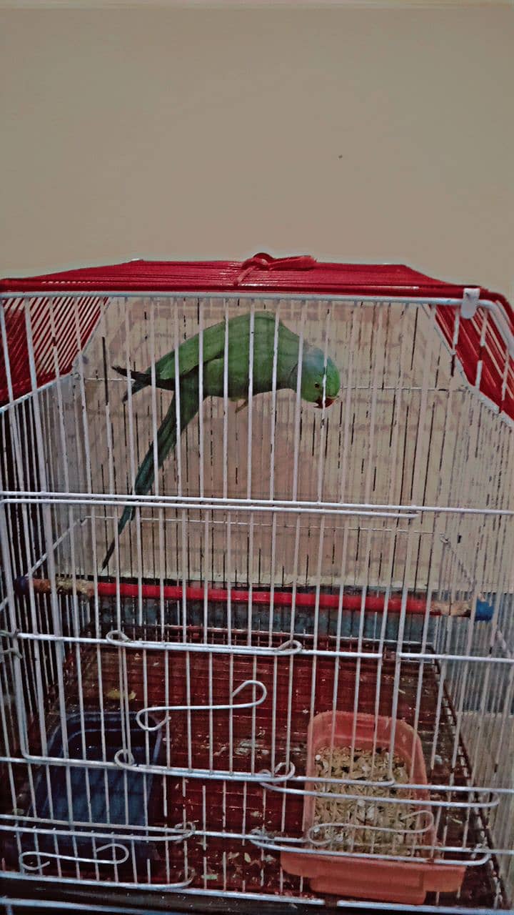 Indian green ringneck full size 1