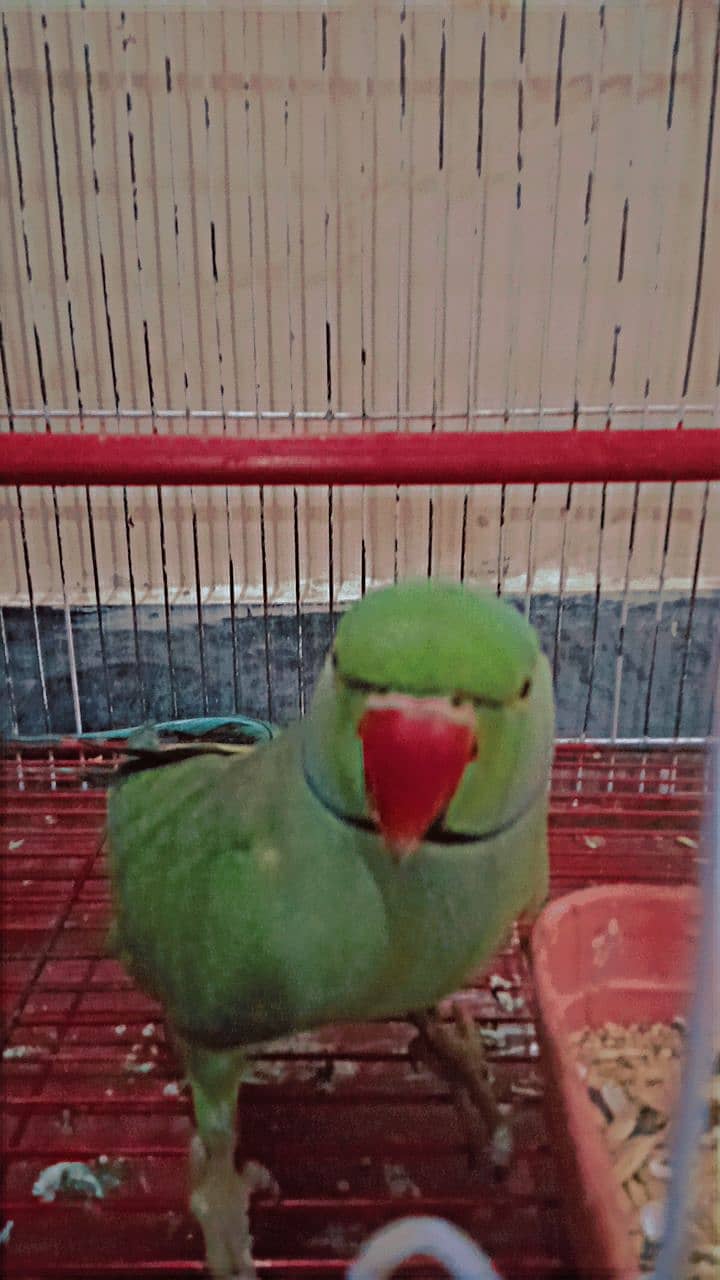Indian green ringneck full size 2