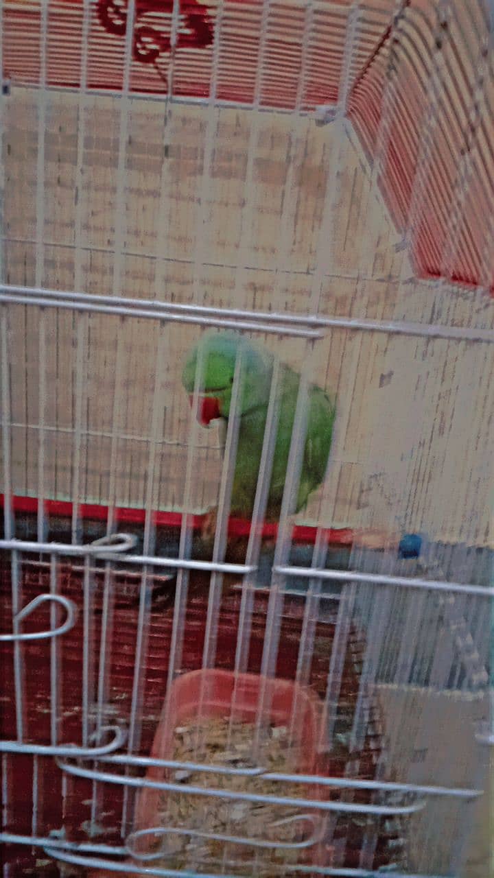 Indian green ringneck full size 3