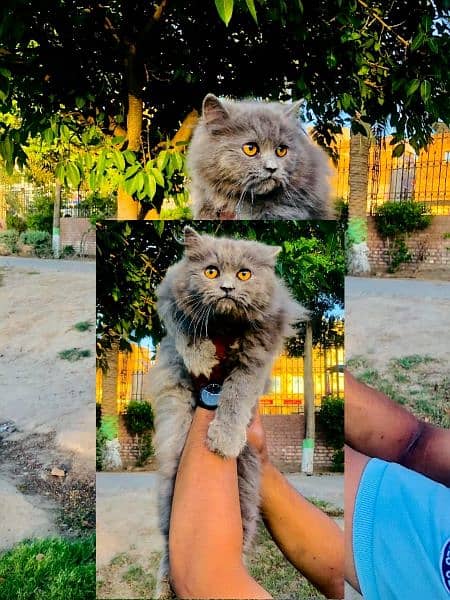 Persian Punch face triple coat cat Kitten 2