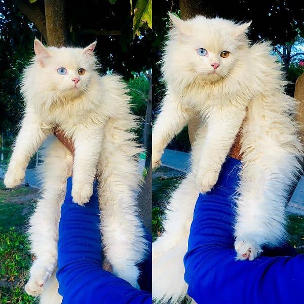 Persian Punch face triple coat cat Kitten 11