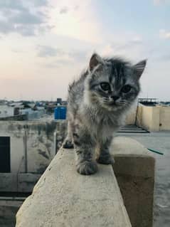 persian cat, male, light gray colour, 03 months age, very beautiful