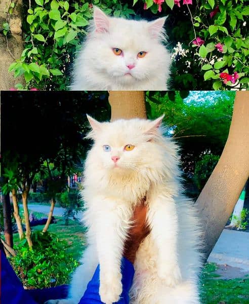 Persian Punch face triple coat cat Kitten 5