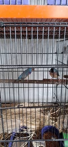 blue gouldians and Gouldian chicks