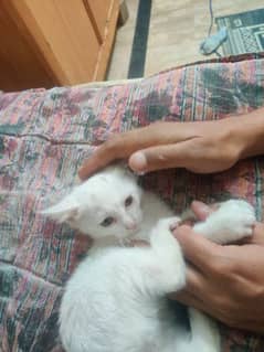 Persian kitten for sale contact no 03119630067