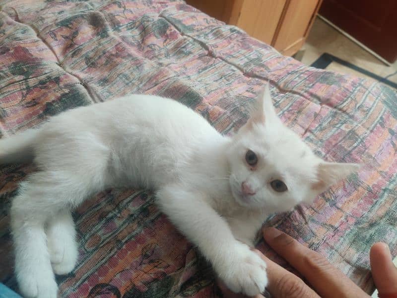 Persian kitten for sale contact no 03119630067 1