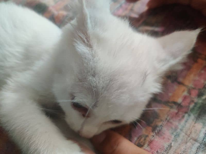 Persian kitten for sale contact no 03119630067 2