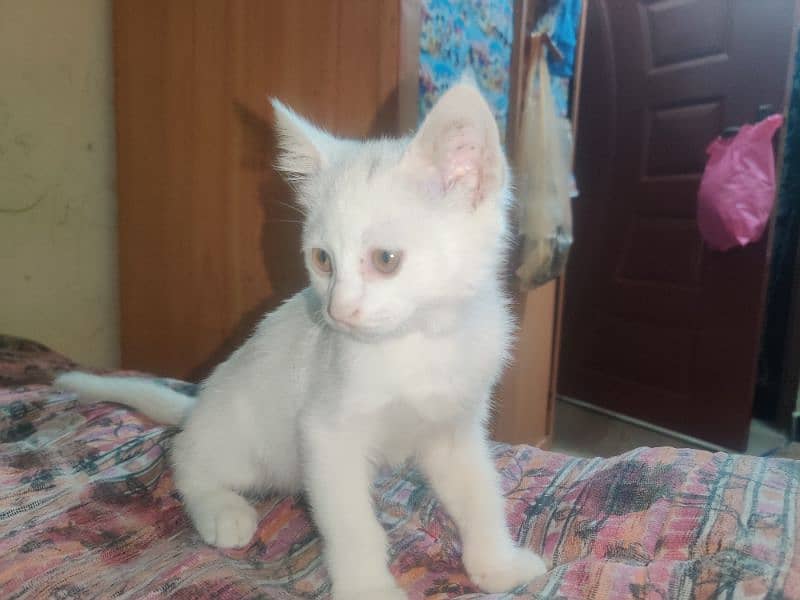 Persian kitten for sale contact no 03119630067 3