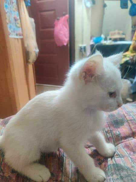 Persian kitten for sale contact no 03119630067 4