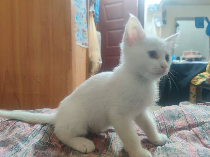 Persian kitten for sale contact no 03119630067 5