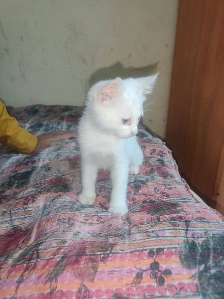 Persian kitten for sale contact no 03119630067 6