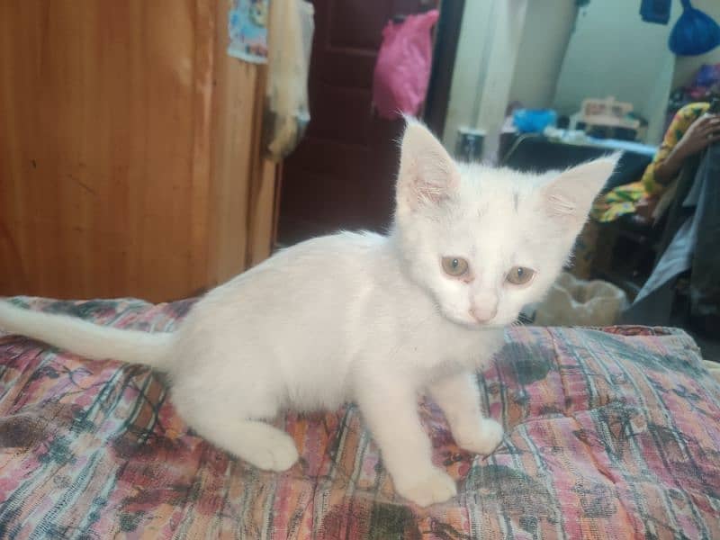 Persian kitten for sale contact no 03119630067 7