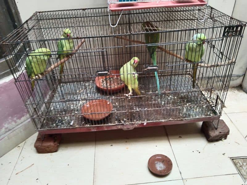 cage, parrot pair and finches pairs 1