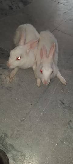 Pair of Red eye rabbits male femal 4 months age ready for breading 0