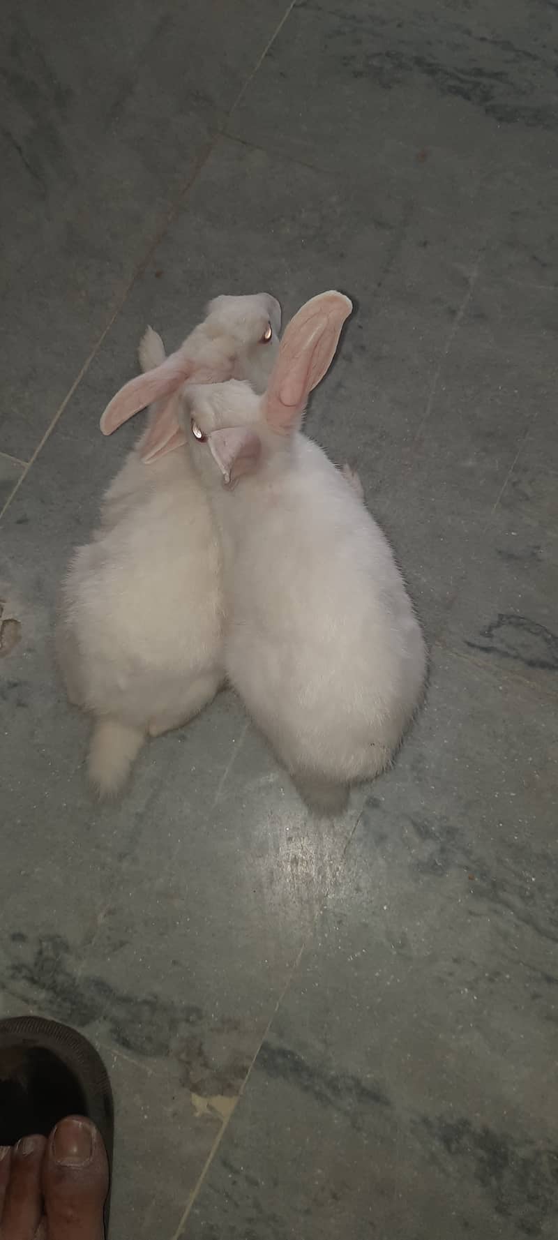 Pair of Red eye rabbits male femal 4 months age ready for breading 1