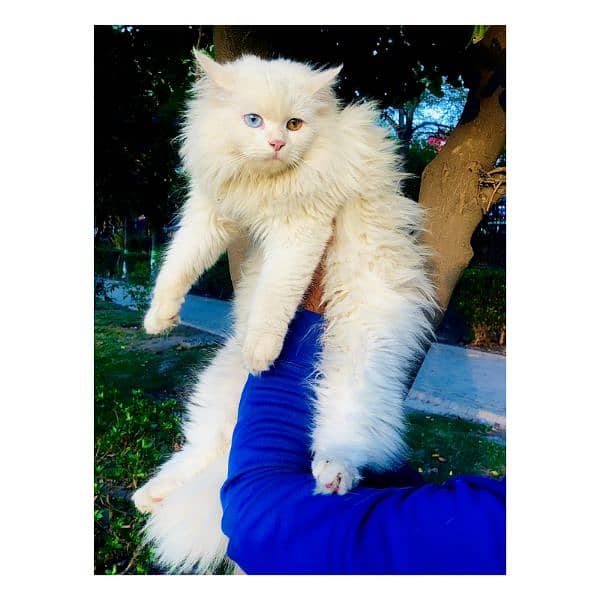 Persian Punch face triple coat cat Kitten 14