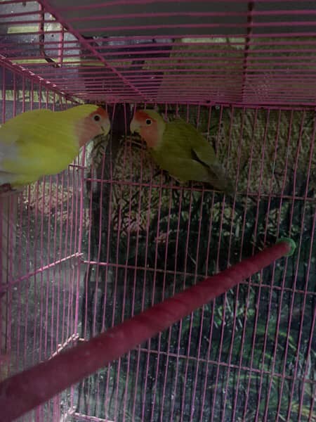 creamino,decino,Albino pathay and colour love bird breeder pairs 1