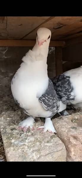 satinat pigeon for sale 1