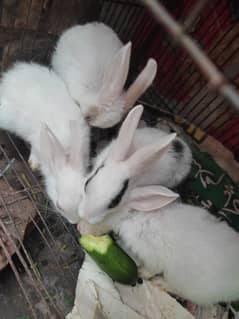 2 male 2 female rabbits ( age 50 days)