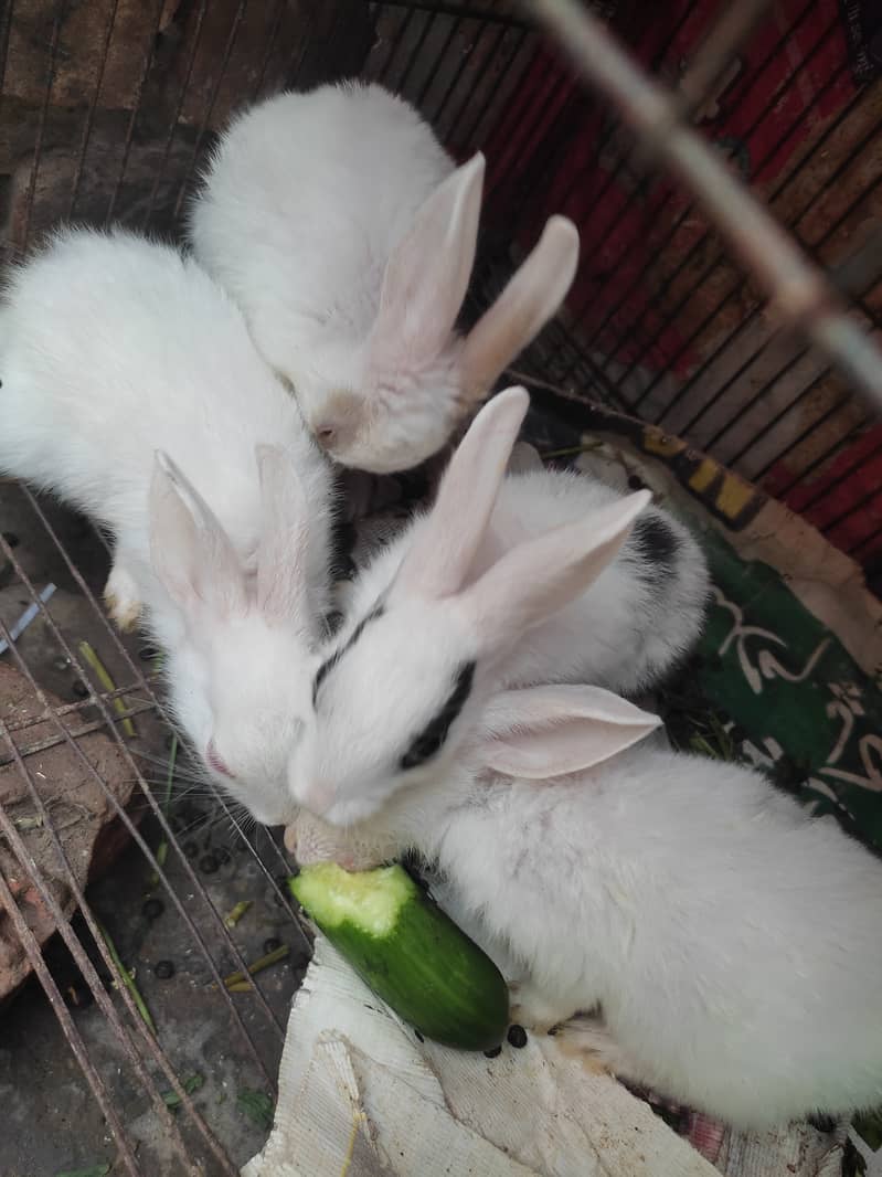 2 male 2 female rabbits ( age 50 days) 0