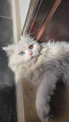 persian cat ( rate me kami hojye ge)