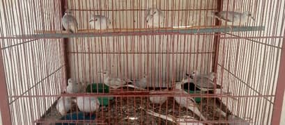 Breeder lutino male and 10 mix doves pairs