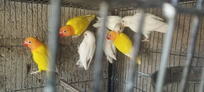 Albino and Latino birds for sale
