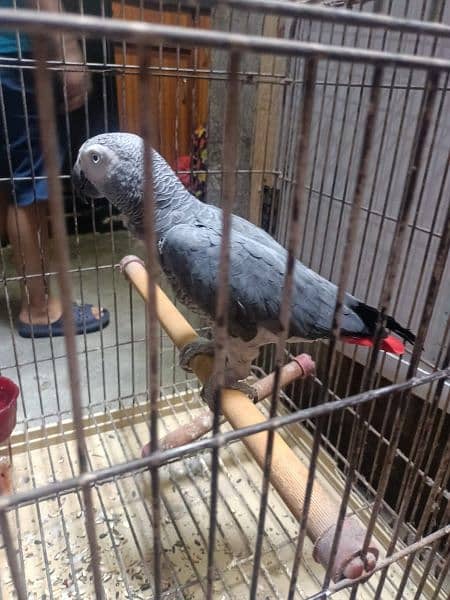 african gray 3