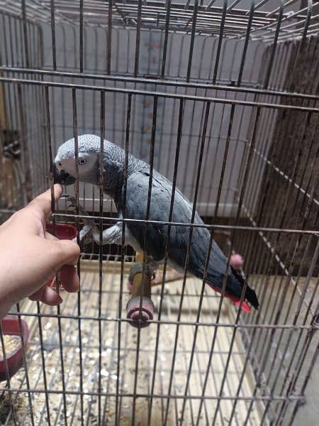 african gray 6