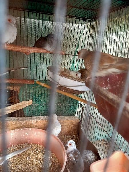 Dove,finches,budgies 1