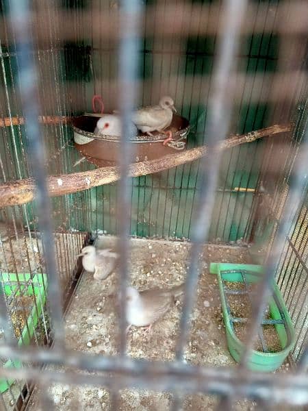 Dove,finches,budgies 2