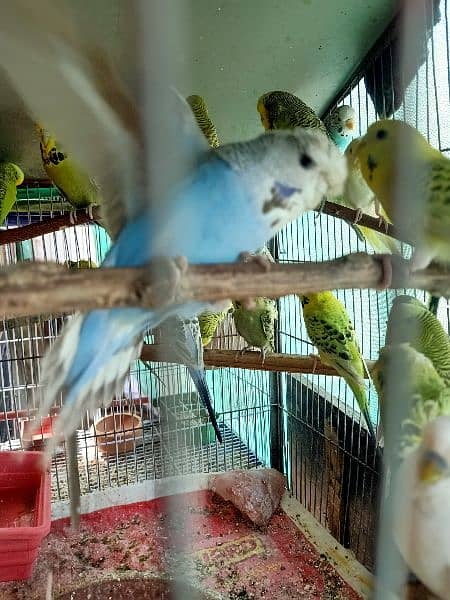 Dove,finches,budgies 7