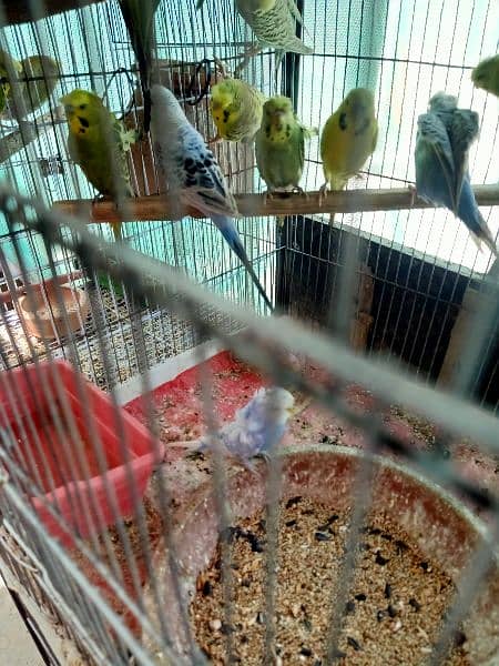 Dove,finches,budgies 9