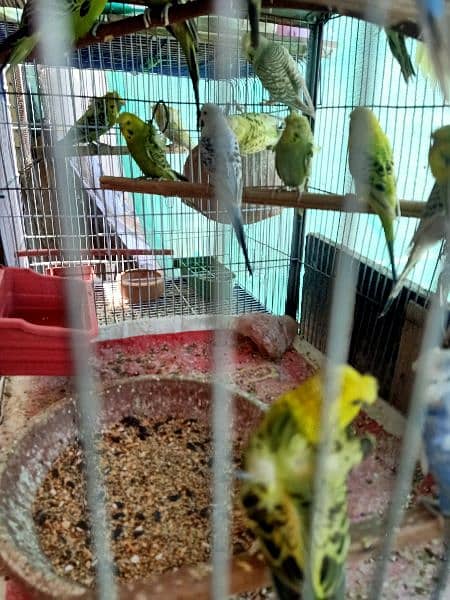Dove,finches,budgies 10