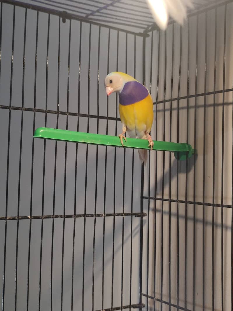 Gouldian Mutations available for sale with cages 4