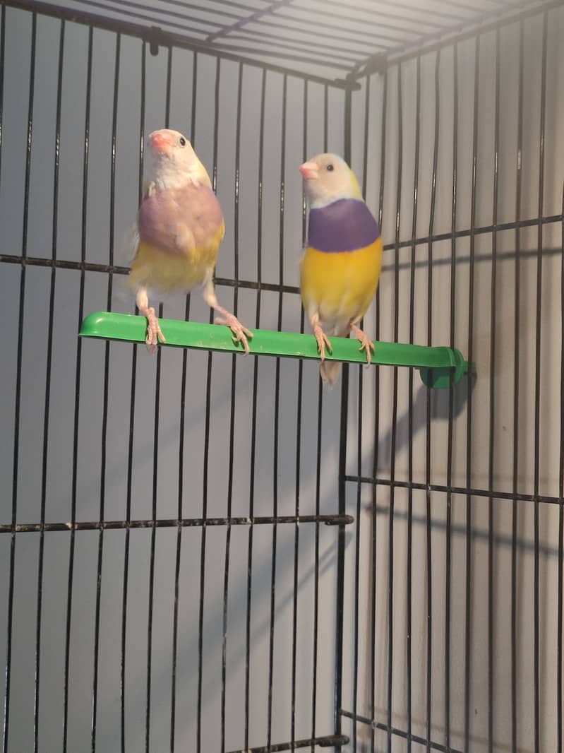 Gouldian Mutations available for sale with cages 5