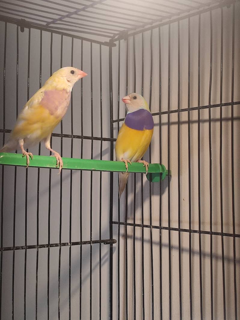 Gouldian Mutations available for sale with cages 6