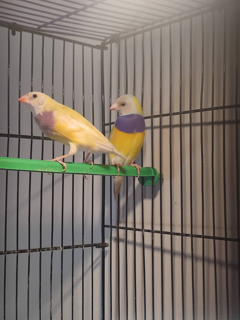 Gouldian Mutations available for sale with cages 7