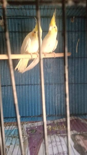 3 pair cocktail and lovebirds urgent sale 2