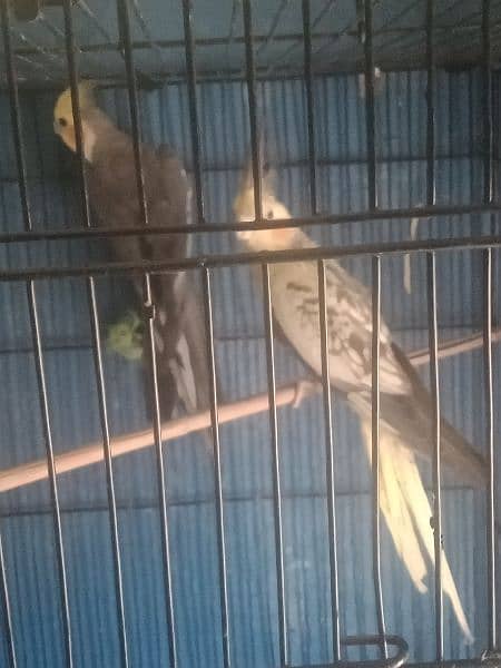 3 pair cocktail and lovebirds urgent sale 3