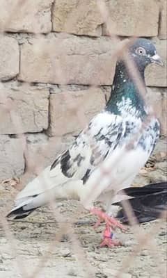 Dub walay cross pigeon