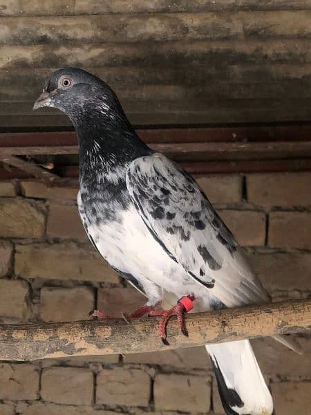 Dub walay cross pigeon 1