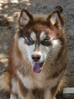 2 years old syberian husky(male)