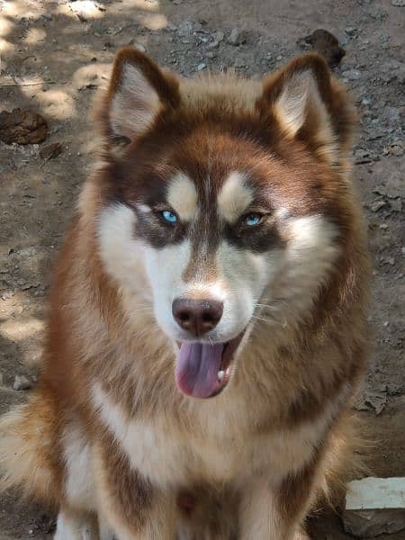 2 years old syberian husky(male) 0