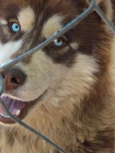2 years old syberian husky(male) 1
