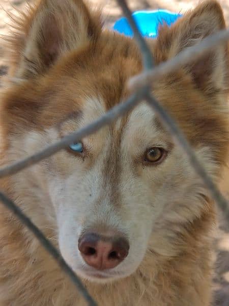 2 years old syberian husky(male) 3