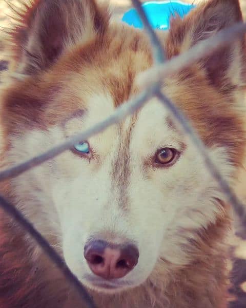 2 years old syberian husky(male) 5